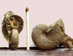 Calliphylloceras sp.