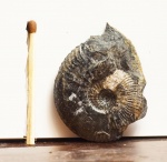 Gulielmina anterior