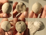 Кремниевые морские ежи из лютета Дагестана