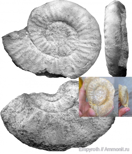 юра, Крым, синемюр, Epideroceras lorioli, Epideroceras, Sinemurian, Jurassic