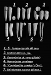 Белемниты верхнего синемюра - нижнего плинсбаха Крыма