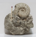 Дагестанский Parahoplites