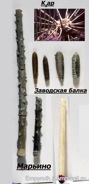 Иглокожие Крым
