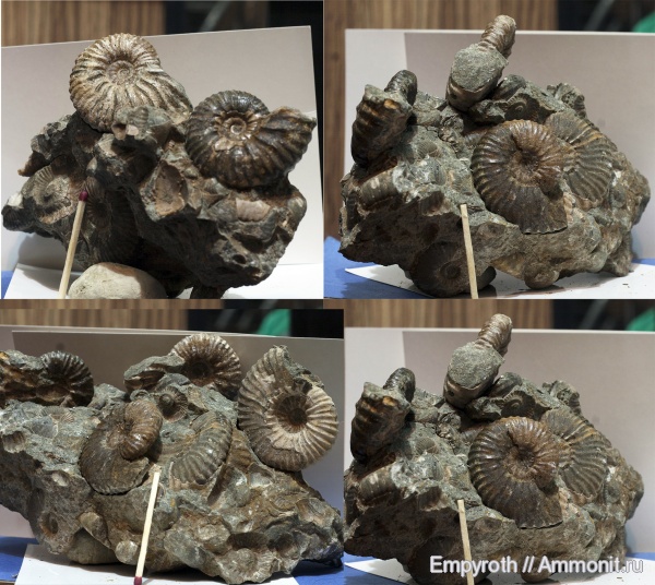 аммониты, мел, Ammonites, Дагестан, Parahoplites, Cretaceous