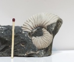 Перломутровый Parahoplites