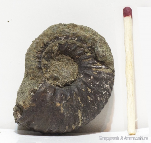 аммониты, альб, Ammonites, Дагестан, Albian