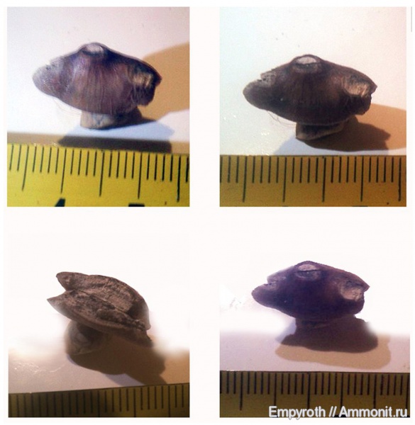 мозазавры, Крым, Carinodens belgicus, Carinodens