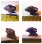 Carinodens belgicus (КАРЛИКОВЫЙ МОЗАЗАВР ИЗ КРЫМА)