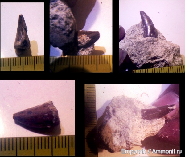 маастрихт, Крым, дат, Mosasaurus