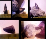 Образцы крымских мозазавров Mosasaurus sp.