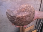 немытый Cymatoceras из нижнего готтерива