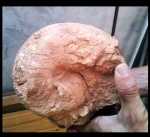 Cymatoceras
