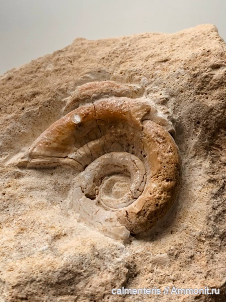 карбон, Euomphalus marginatus, Московская область, Тучково