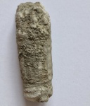 Endocerida