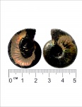 Craspedites sp.