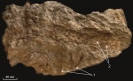Stigmaria