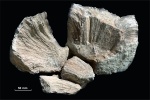 Chaetetes sp.