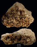 Syringopora