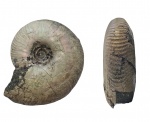 Craspedites fragilis