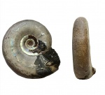 Филёвский Kachpurites fulgens
