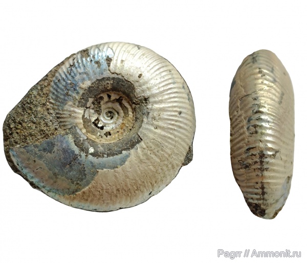 аммониты, юра, Еганово, Craspedites, волжский век, Ammonites, Craspedites subditus, зона Craspedites subditus, РГОК, Craspeditidae, Volgian, Jurassic