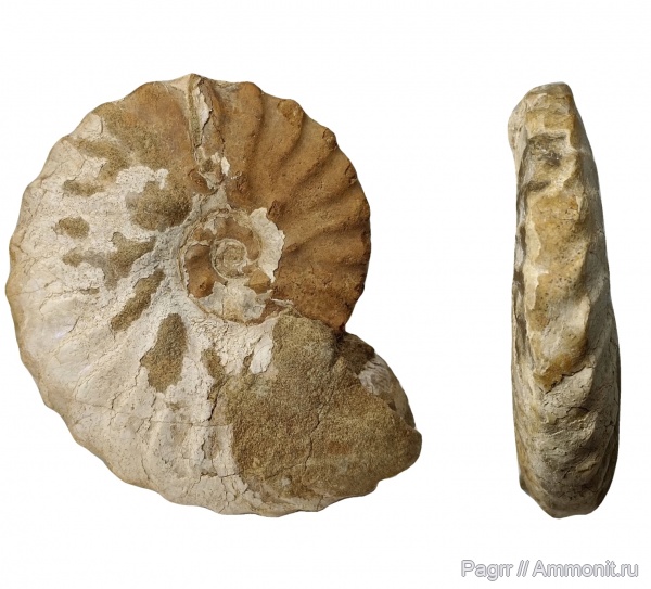 аммониты, мел, Казахстан, Hoplitidae, Ammonites, Cretaceous, semenoviceras
