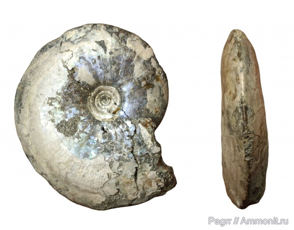 аммониты, юра, Garniericeras, Garniericeras catenulatum, Ammonites, зона Craspedites subditus, РГОК, Craspeditidae, Volgian, Jurassic