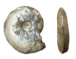 Garniericeras catenulatum Garniericeras catenulatum