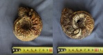 Аммонит 1 (Kepplerites)