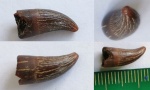 Leptocleidia