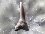 Eostriatolamia