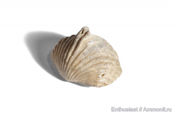 Cardinirhynchia, Cardinirhynchia zieteni