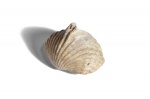 Cardinirhynchia zieteni (Orbigny), 1850 (?)