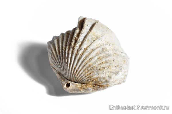 Cardinirhynchia, Cardinirhynchia rossica