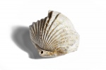 Cardinirhynchia rossica Makridin, 1964