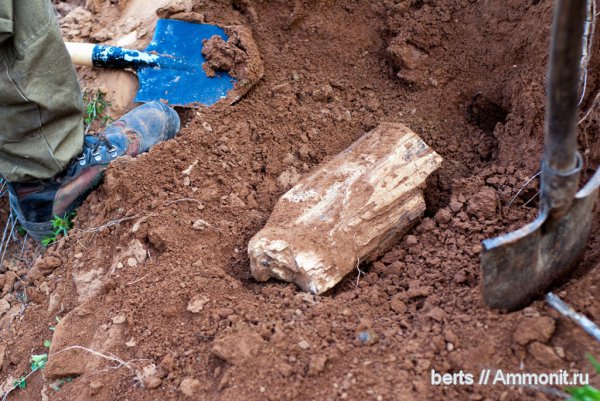 окаменелости, музеи, пермский период, Fossils, коллекции, Permian