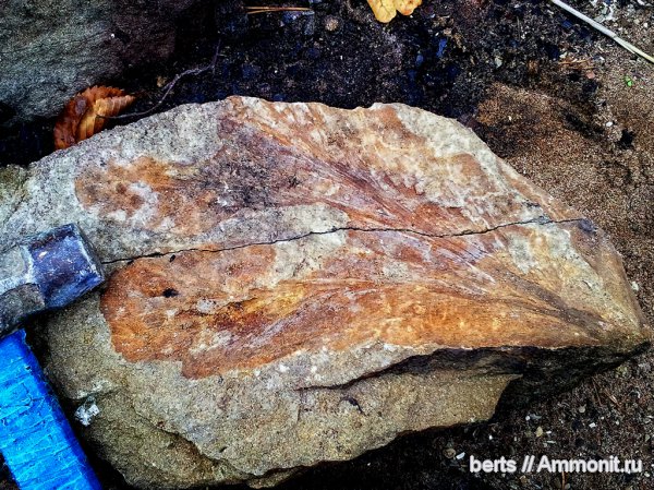 Psygmophyllum