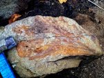 отпечаток листа Psygmophyllum sp.