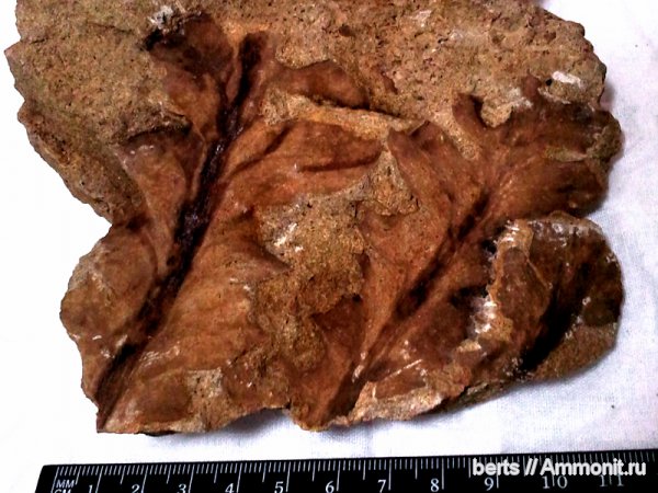 Rhachiphyllum