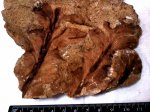 отпечаток листа Rhachiphyllum (al. Callipteris) wangenheimii (Fischer) Naug