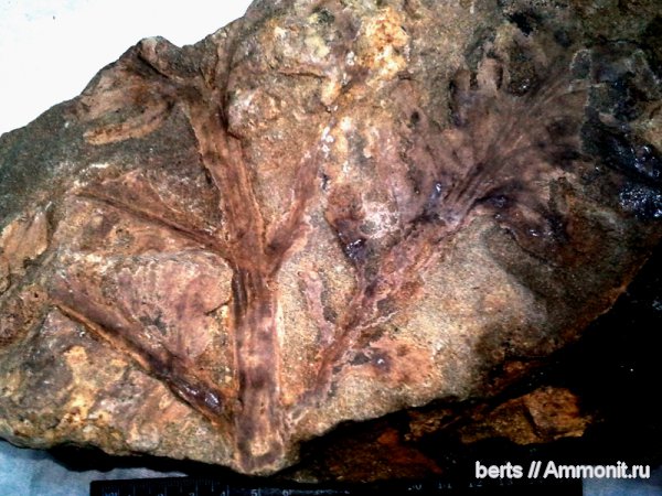 Rhachiphyllum