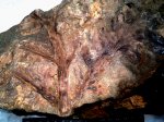 отпечаток листа Rhachiphyllum (al. Callipteris) wangenheimii (Fischer) Naug.