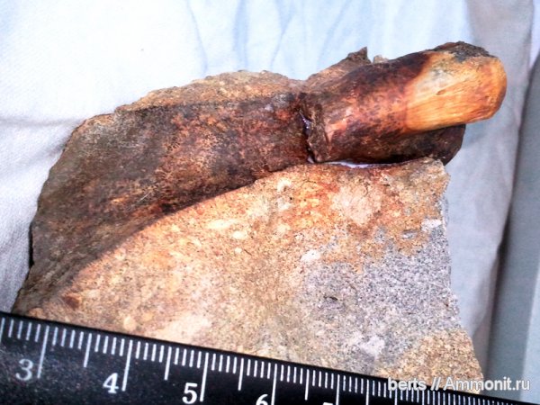 tetrapoda