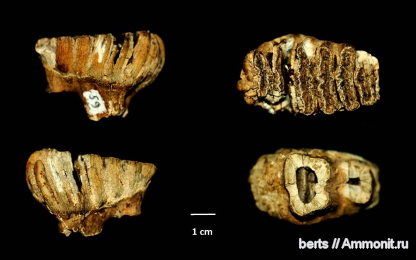 зубы, мамонты, слоны, плейстоцен, teeth