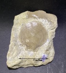 Двустворка Entolium