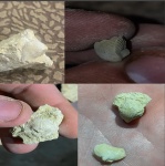 Брахиоподы Rhynchonellida