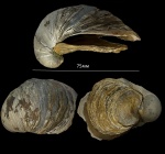 Gryphaea sp.
