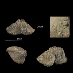 Большая Ripidiorhynchus с microconchida