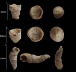 Mictophyllum heckeri