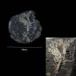 Ядро брахиоподы с aulopora?